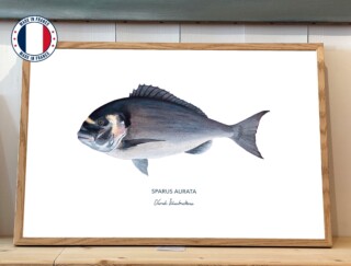 Affiche La Dorade Royale par la marque Varek Illustrations Varek Illustrations - Affiche La Dorade Royale