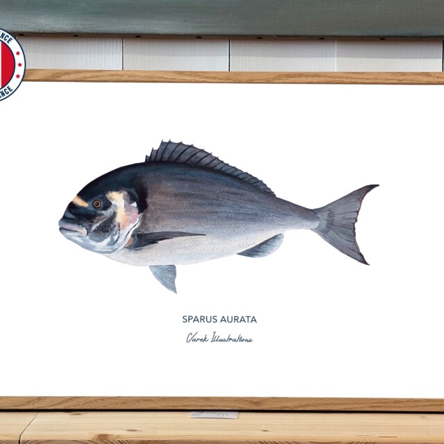 varek.illustrations - Affiche La Dorade Royale