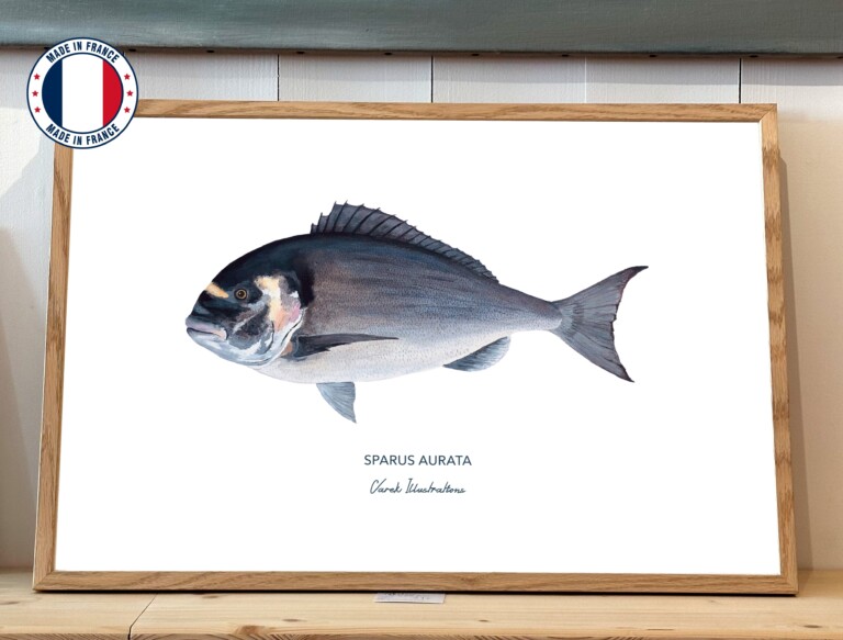 varek.illustrations - Affiche La Dorade Royale