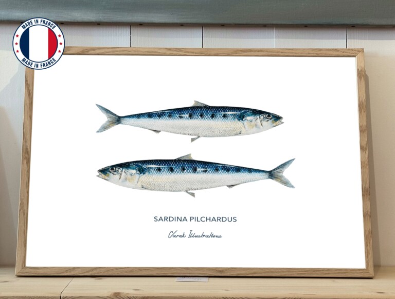 varek.illustrations - Affiche Les Sardines