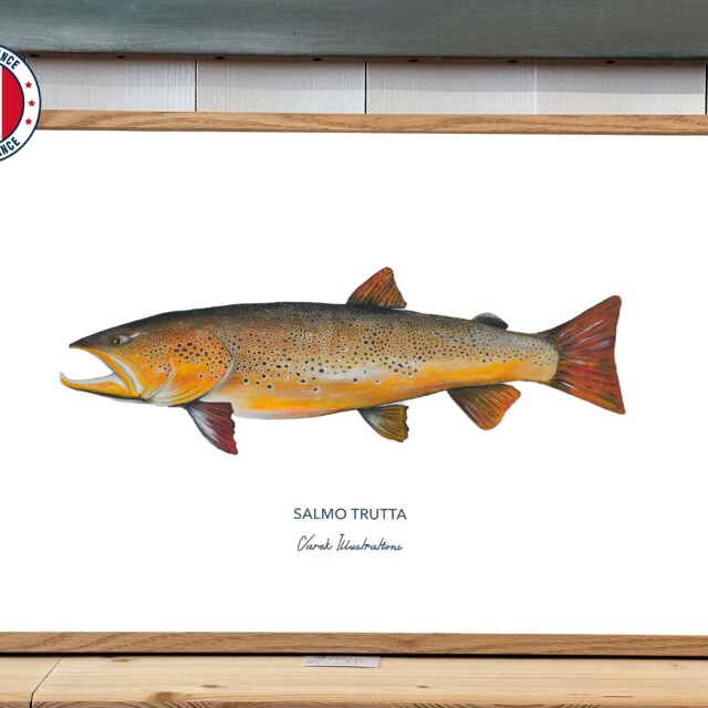 varek.illustrations - Affiche La Truite Fario