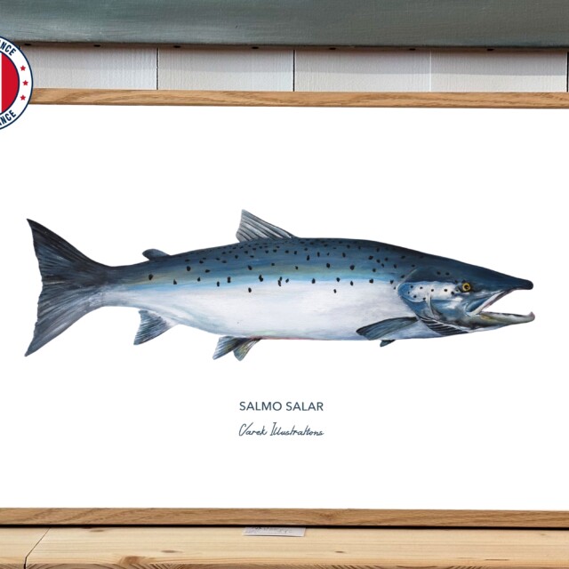 varek.illustrations - Affiche Le Saumon Atlantique