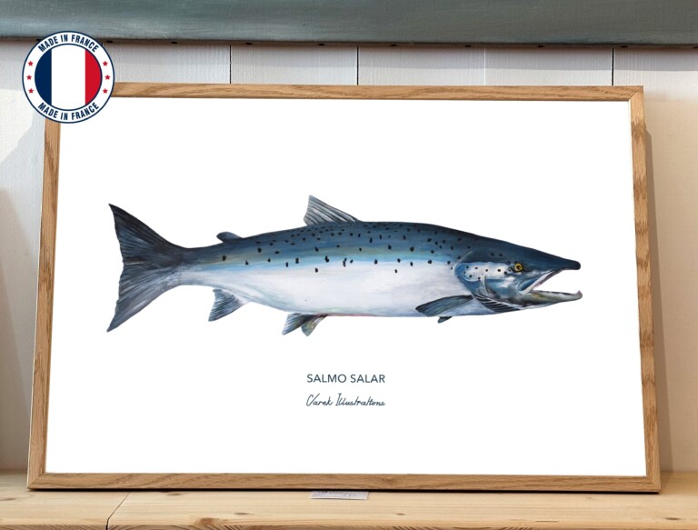 varek.illustrations - Affiche Le Saumon Atlantique