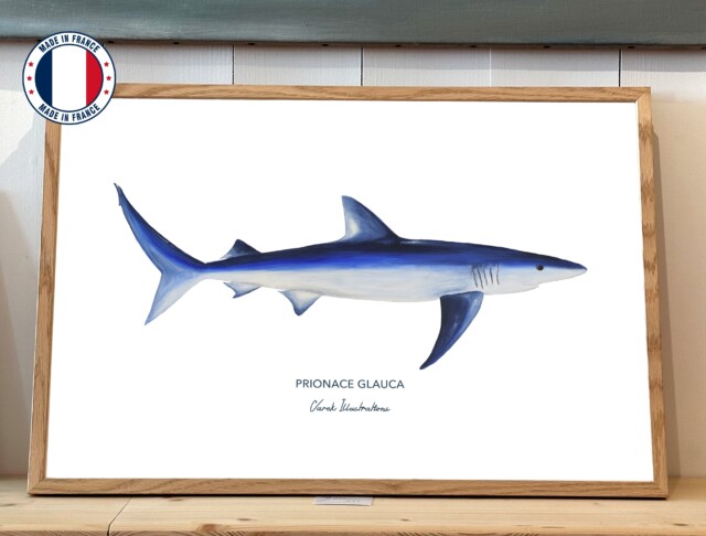 varek.illustrations - Affiche Le Requin Peau Bleue