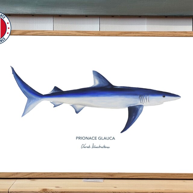 varek.illustrations - Affiche Le Requin Peau Bleue