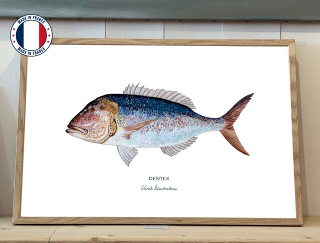 Varek Illustations - Affiche Le Denti