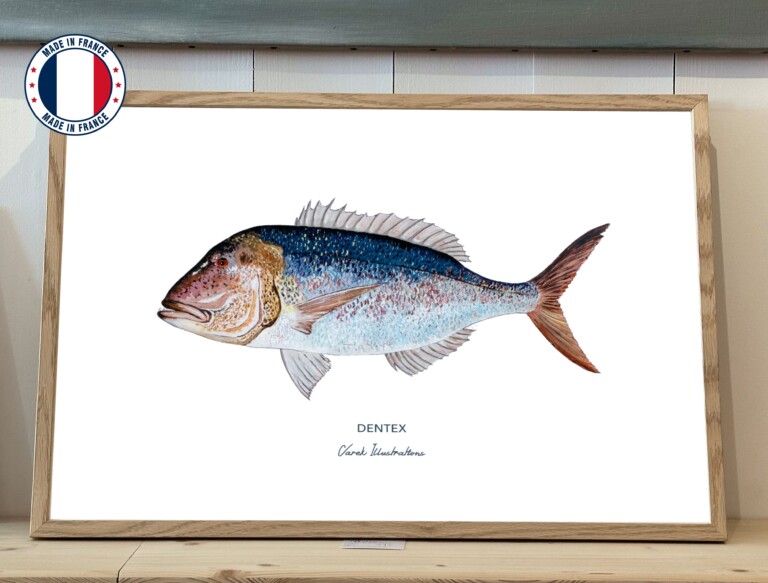 varek.illustrations - Affiche Le Denti