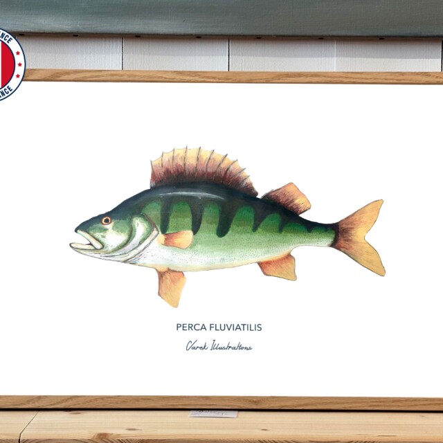 varek.illustrations - Affiche La Perche