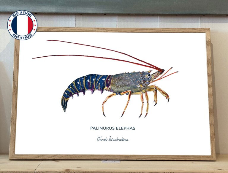 varek.illustrations - Affiche La Langouste