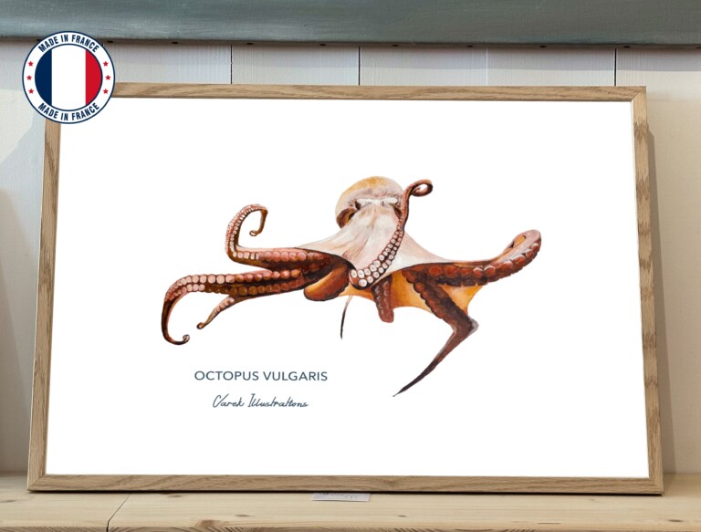 varek.illustrations - Affiche Le Poulpe