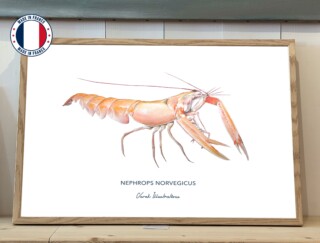 Varek Illustrations - Affiche La Langoustine