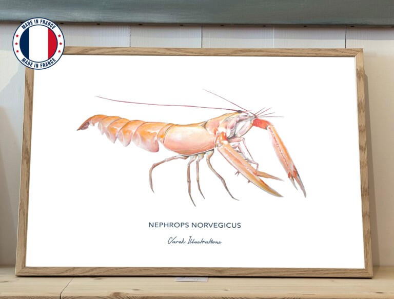varek.illustrations - Affiche La Langoustine