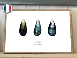 Affiche La Moule par la marque Varek Illustrations Varek Illustrations - Affiche La Moule