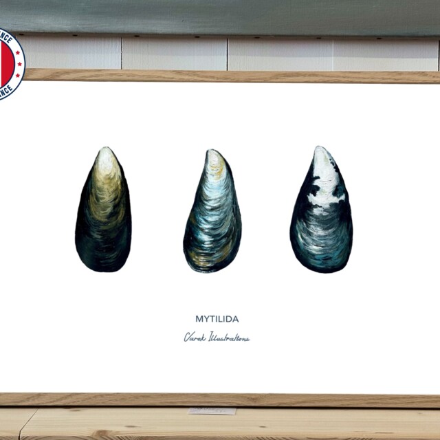 varek.illustrations - Affiche La Moule