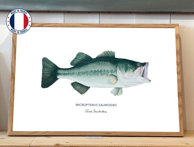 varek.illustrations - Affiche Le Black Bass