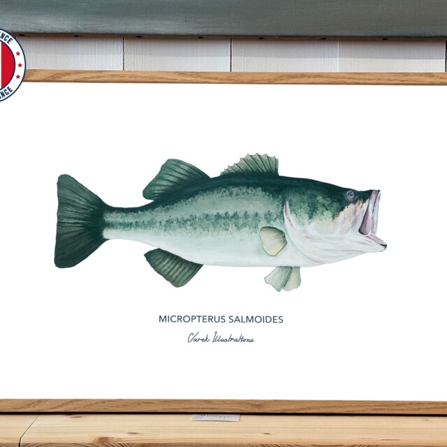 varek.illustrations - Affiche Le Black Bass