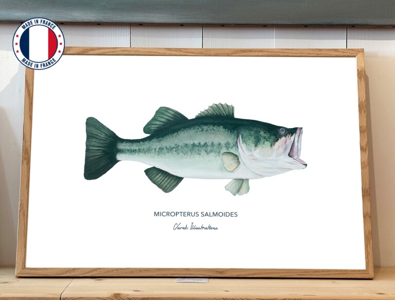 varek.illustrations - Affiche Le Black Bass