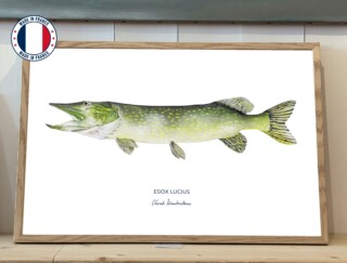 Affiche Le Brochet par la marque Varek Illustrations Varek Illustrations - Affiche Le Brochet