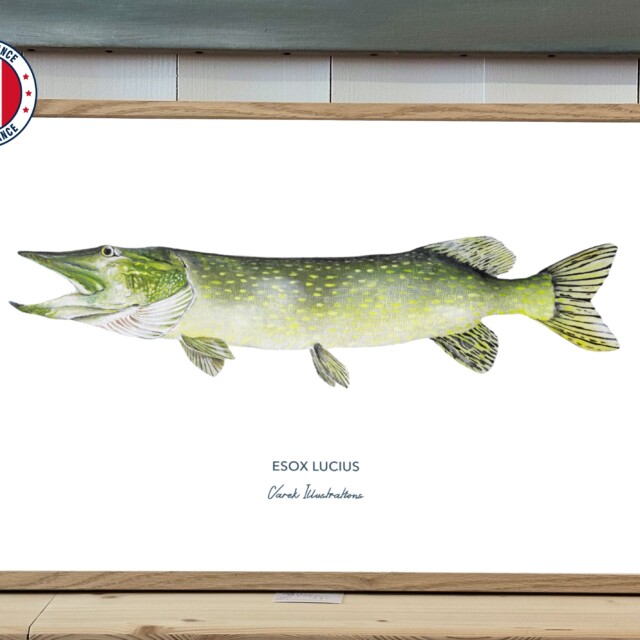 varek.illustrations - Affiche Le Brochet