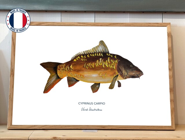 varek.illustrations - Affiche La Carpe