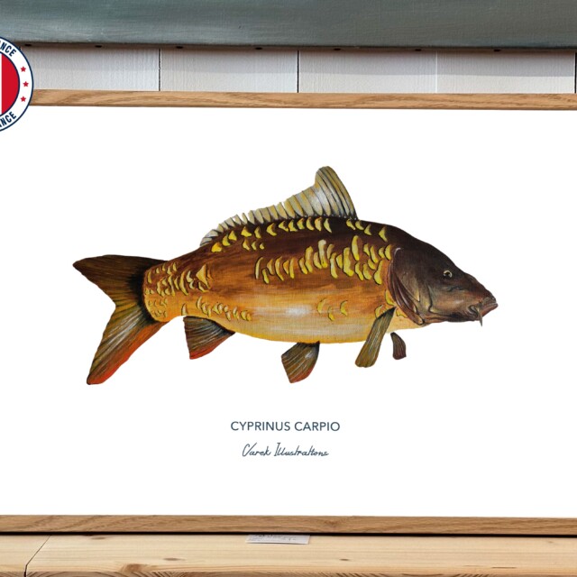 varek.illustrations - Affiche La Carpe