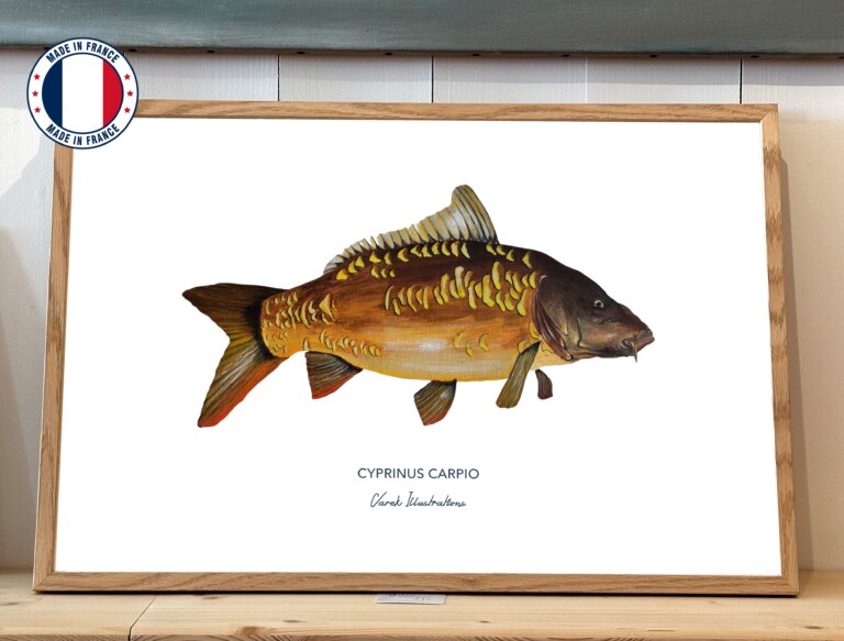 varek.illustrations - Affiche La Carpe