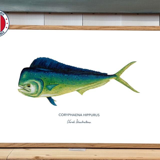 varek.illustrations - Affiche Le Mahi Mahi