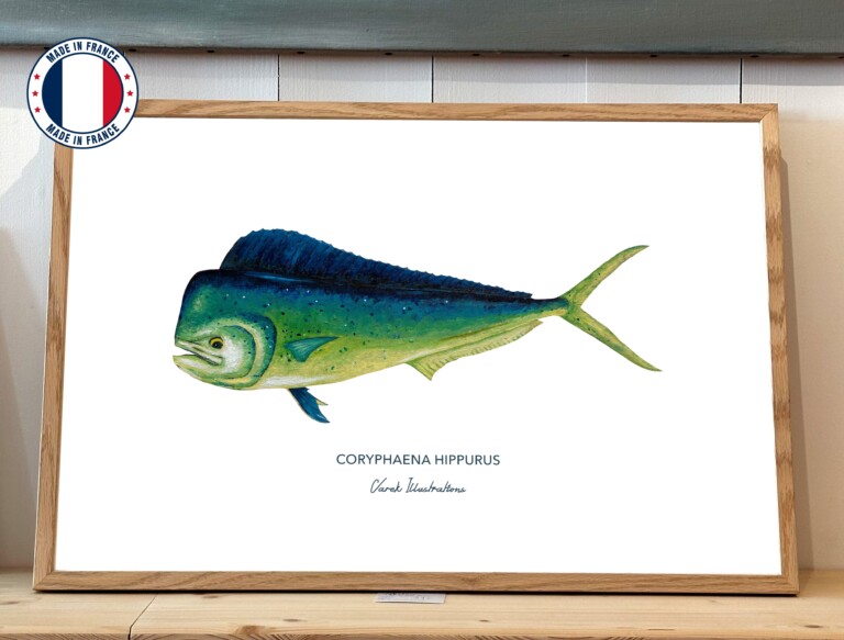 varek.illustrations - Affiche Le Mahi Mahi