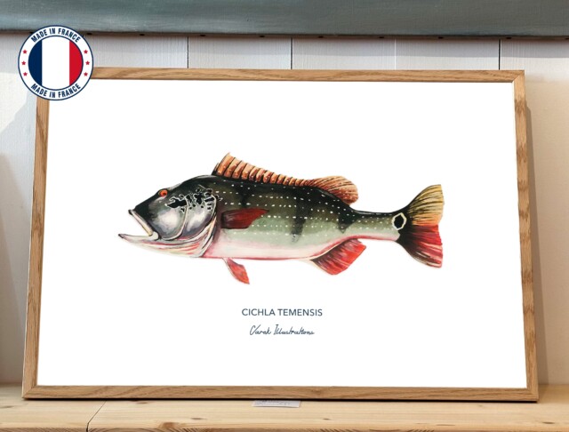 varek.illustrations - Affiche Le Peacock Bass