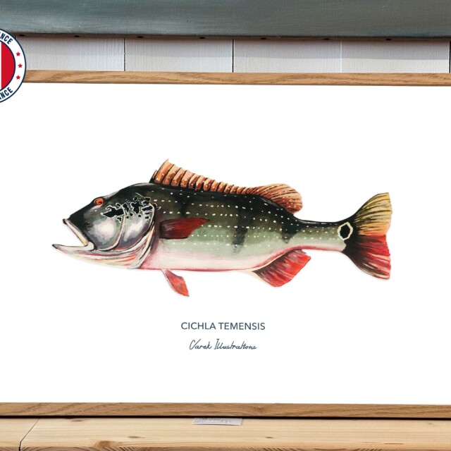 varek.illustrations - Affiche Le Peacock Bass