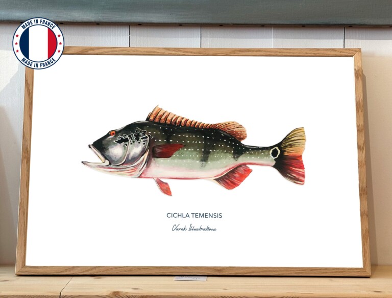 varek.illustrations - Affiche Le Peacock Bass