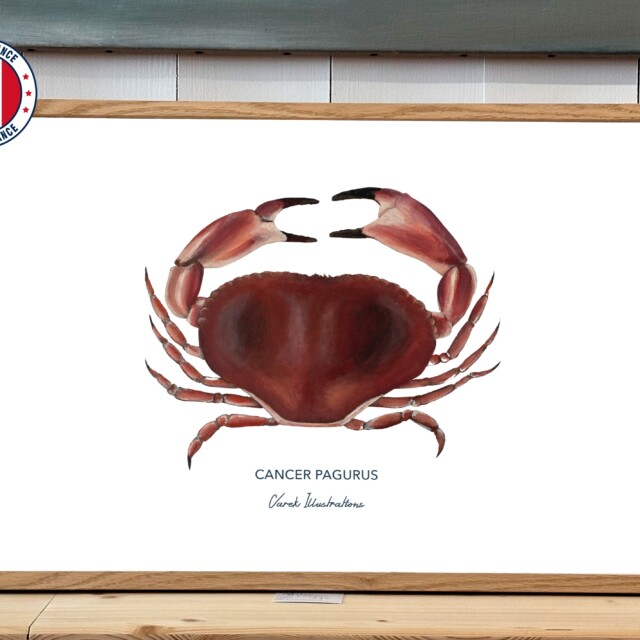 varek.illustrations - Affiche Le Tourteau