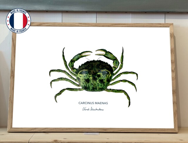 varek.illustrations - Affiche Le Crabe Vert