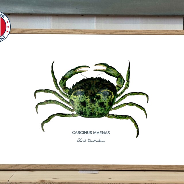 varek.illustrations - Affiche Le Crabe Vert