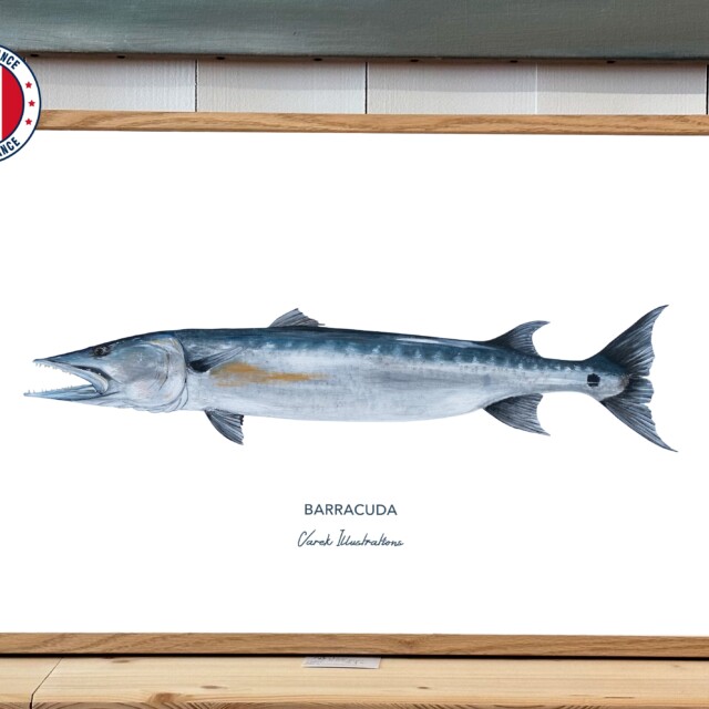 varek.illustrations - Affiche Le Barracuda