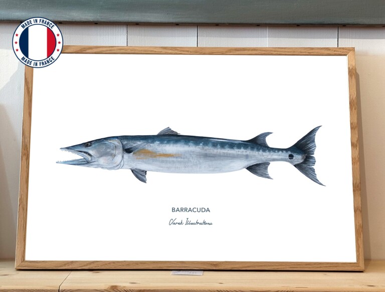 varek.illustrations - Affiche Le Barracuda
