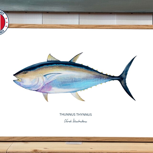 varek.illustrations - Affiche Le Thon Rouge