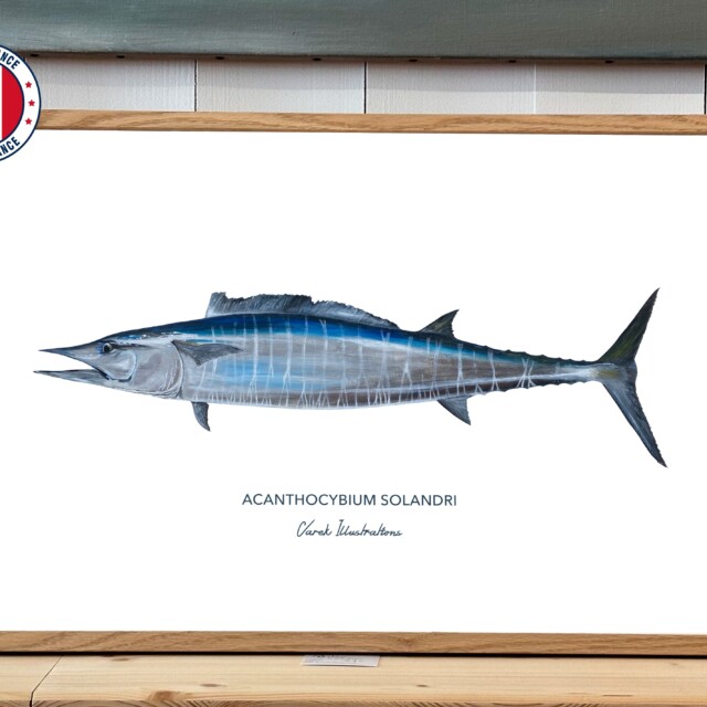 varek.illustrations - Affiche Le Wahoo