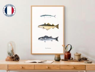 Varek Illustrations - Affiche : Les Poissons de nos Côtes