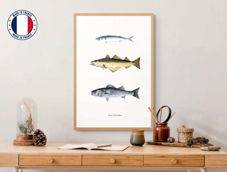 varek.illustrations - Affiche : Les Poissons de nos Côtes