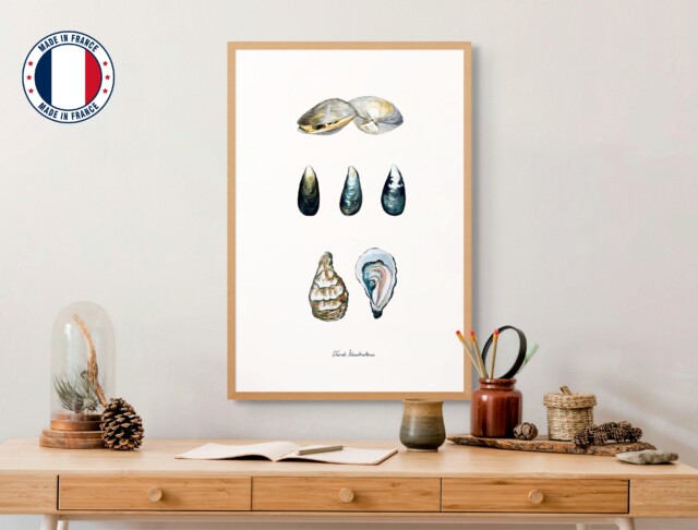 Varek Illustations - Affiche : Les Coquillages
