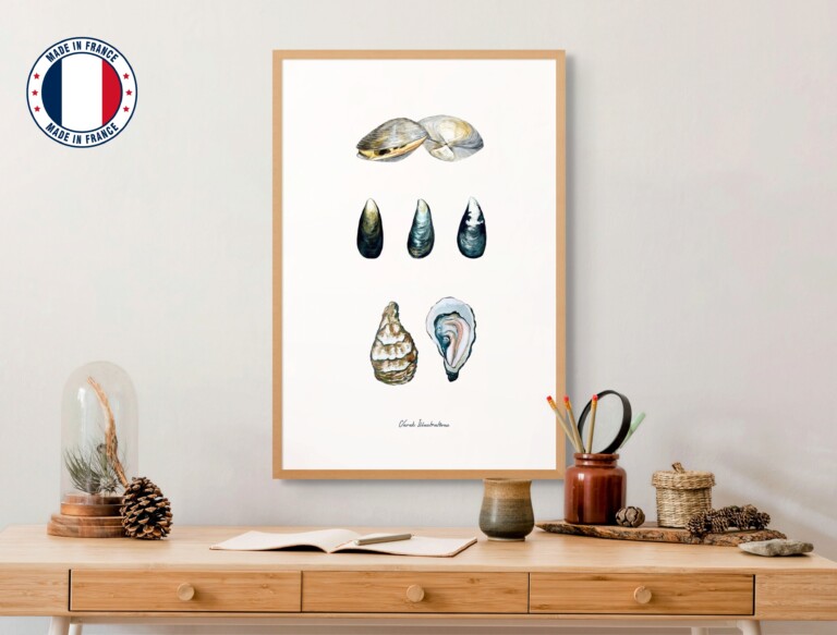 53 varek.illustrations - Affiche : Les Coquillages