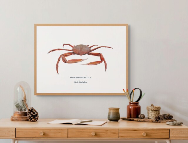 varek.illustrations - Affiche l'Araignée de Mer