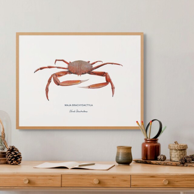 varek.illustrations - Affiche l'Araignée de Mer