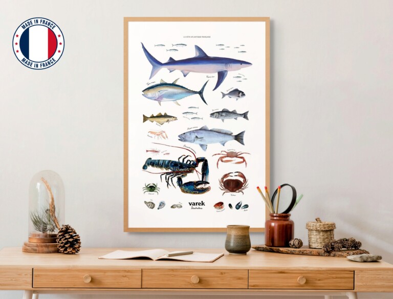 varek.illustrations - Affiche : La vie marine de l'Atlantique