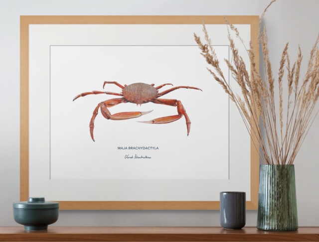 varek.illustrations - Affiche l'Araignée de Mer