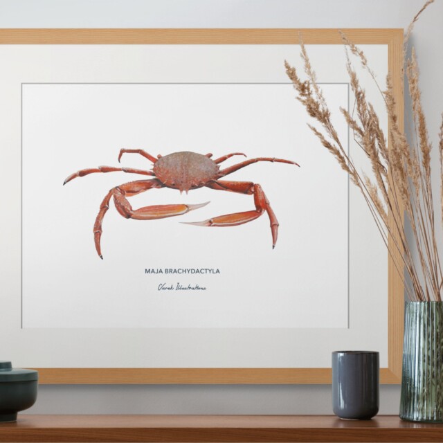 varek.illustrations - Affiche l'Araignée de Mer