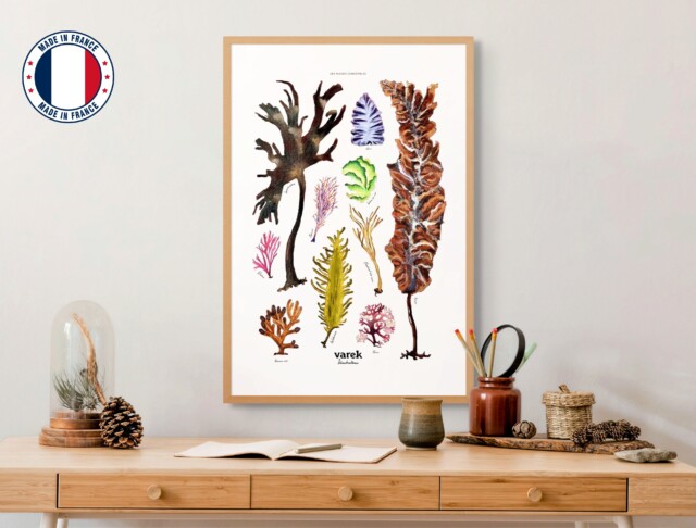 Varek Illustations - Affiche : Les Algues Comestibles