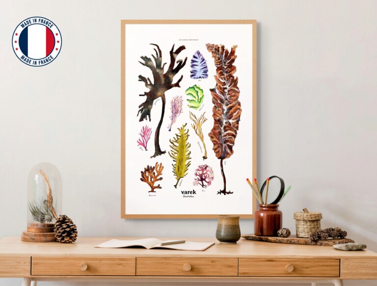 varek.illustrations - Affiche : Les Algues Comestibles