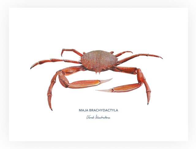 varek.illustrations - Affiche l'Araignée de Mer